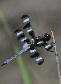 Twelve-spotted Skimmer